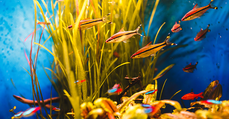 Рыбки для аквариума без кислорода и фильтра и правила ухода