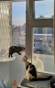 Пользовательская фотография №1 к отзыву на Pronature Комкующийся глиняный наполнитель для кошек (без аромата)